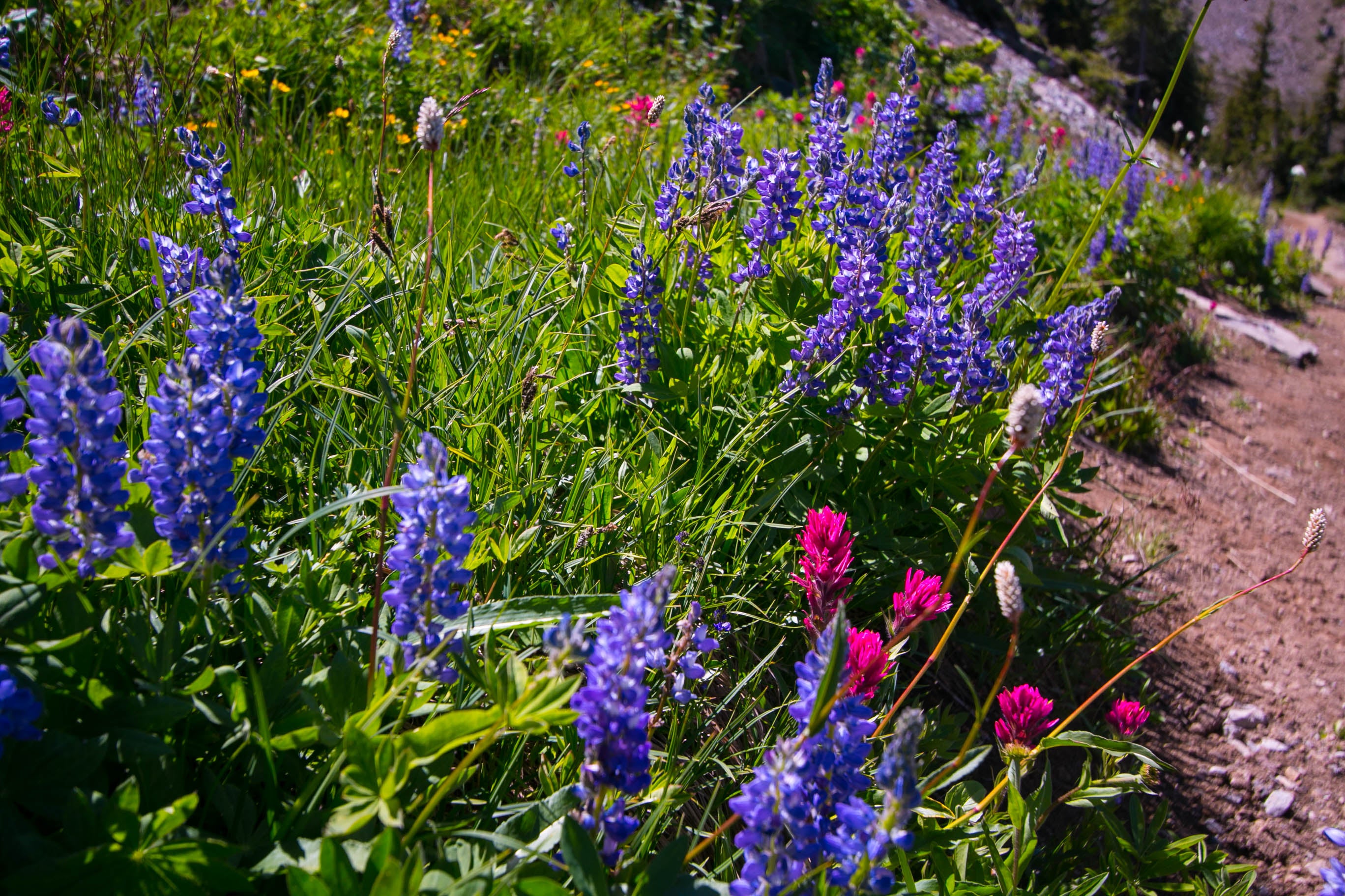 The trail leading to the campground.  Loved the flowers.