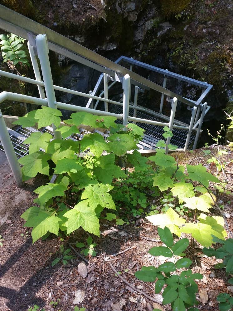 Camper-submitted photo at East Sullivan near Ione, WA