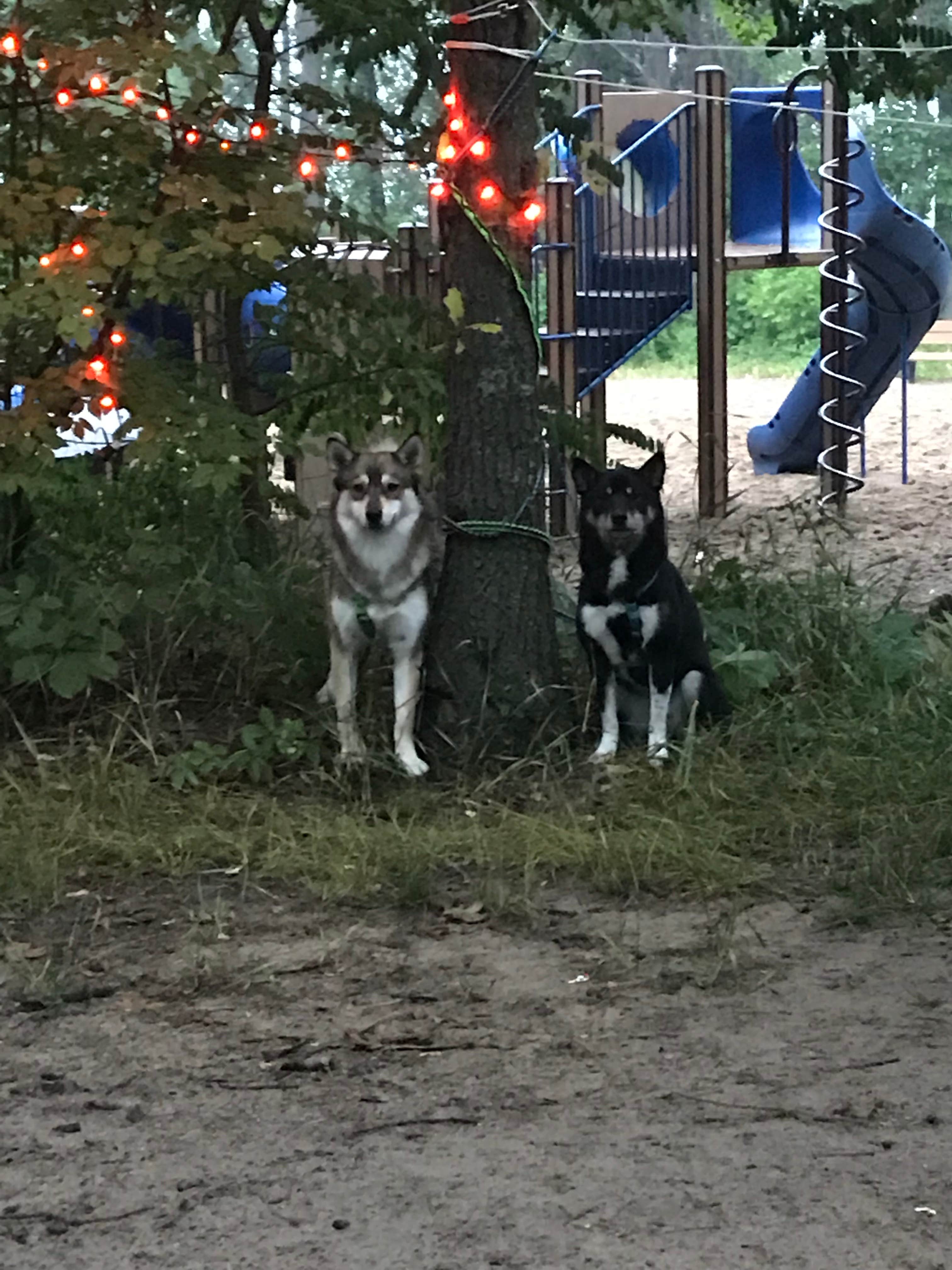 Magy C.'s photo of camping with pets at Port Crescent State Park Campground near Sandusky, MI