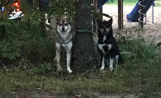 Magy C.'s photo of camping with pets at Port Crescent State Park Campground near Port Hope, MI