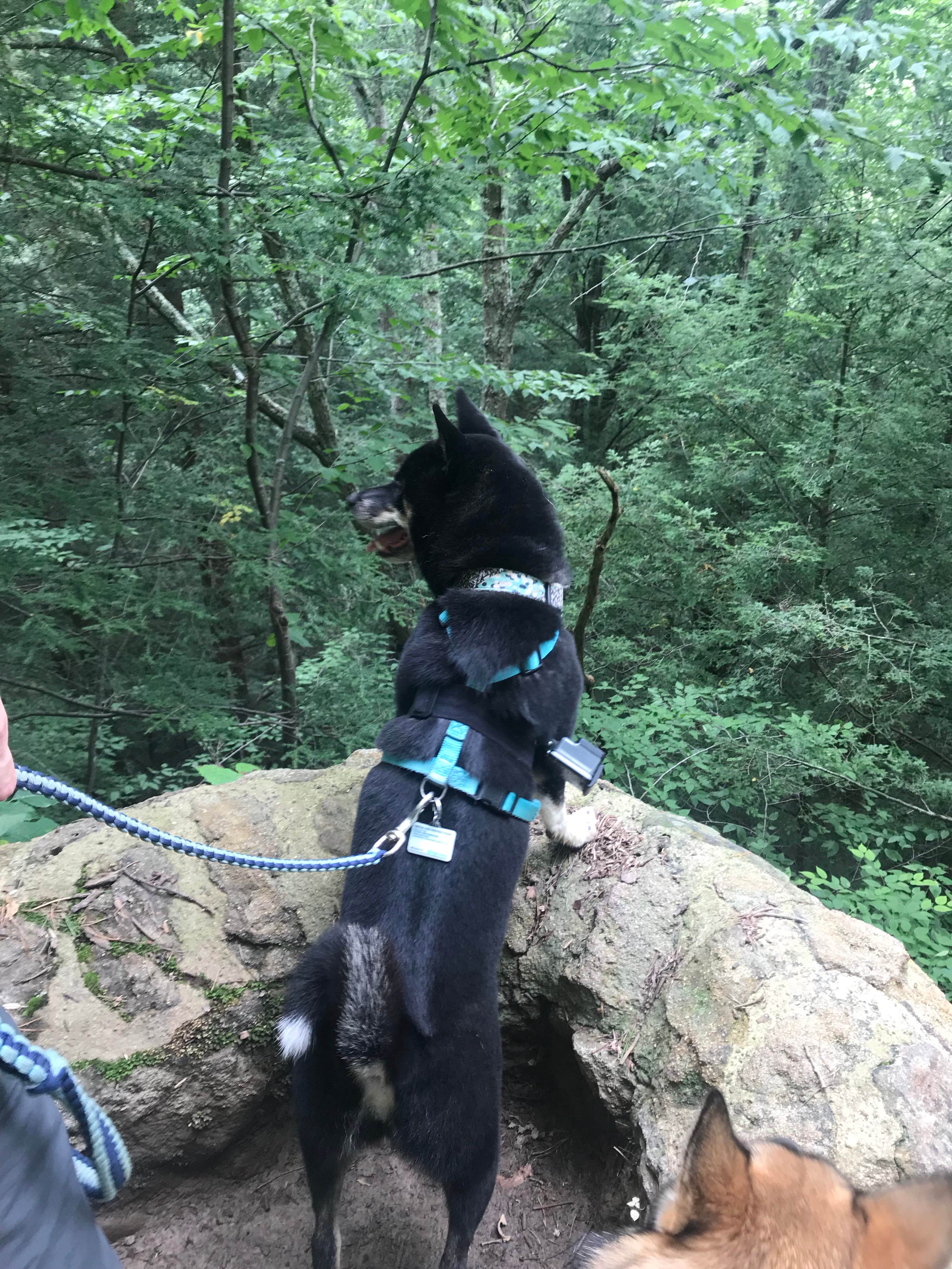 Magy C.'s photo of camping with pets at Hocking Hills State Park Campground near Paint Creek Lake