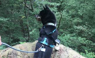 Magy C.'s photo of camping with pets at Hocking Hills State Park Campground in Ohio
