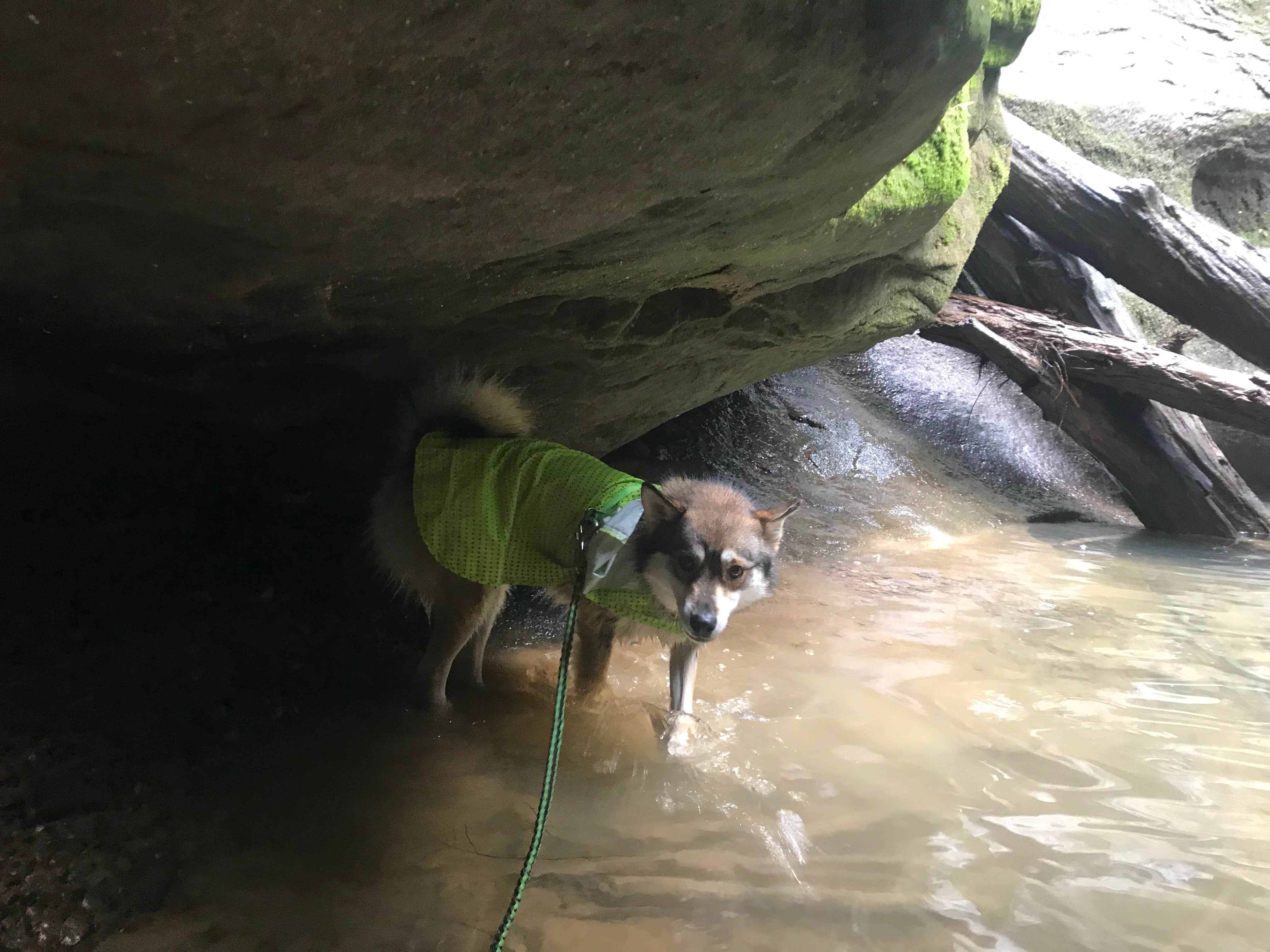 Magy C.'s photo of camping with pets at Hocking Hills State Park Campground near Logan, OH