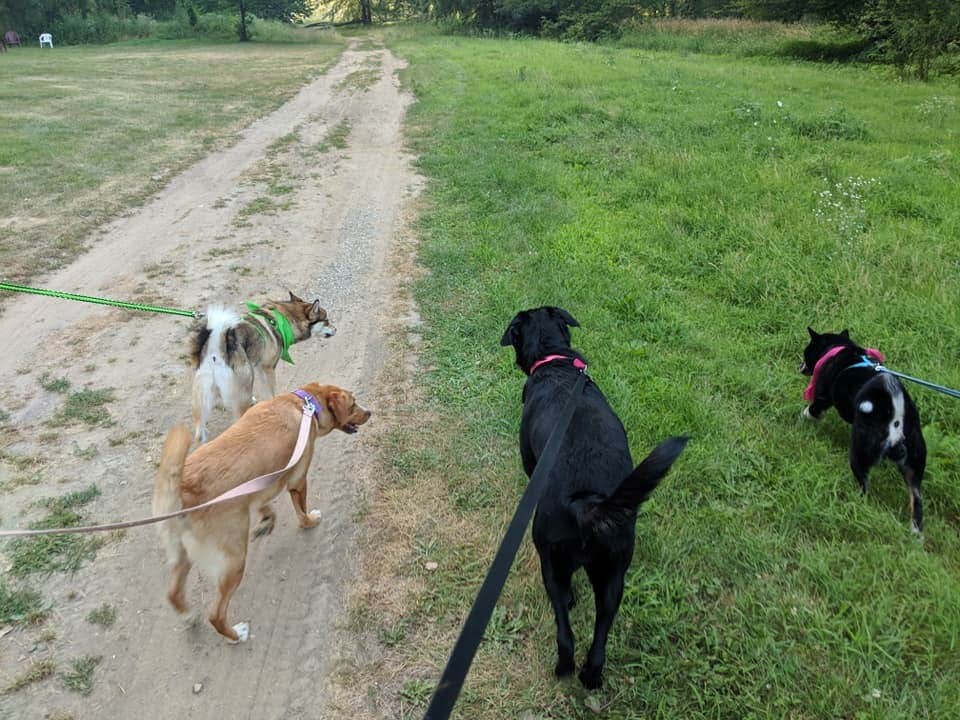 Magy C.'s photo of camping with pets at Allendale-West Grand Rapids KOA near Grand Rapids, MI
