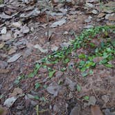 Review photo of Inks Lake State Park Campground by Ryan B., August 1, 2016