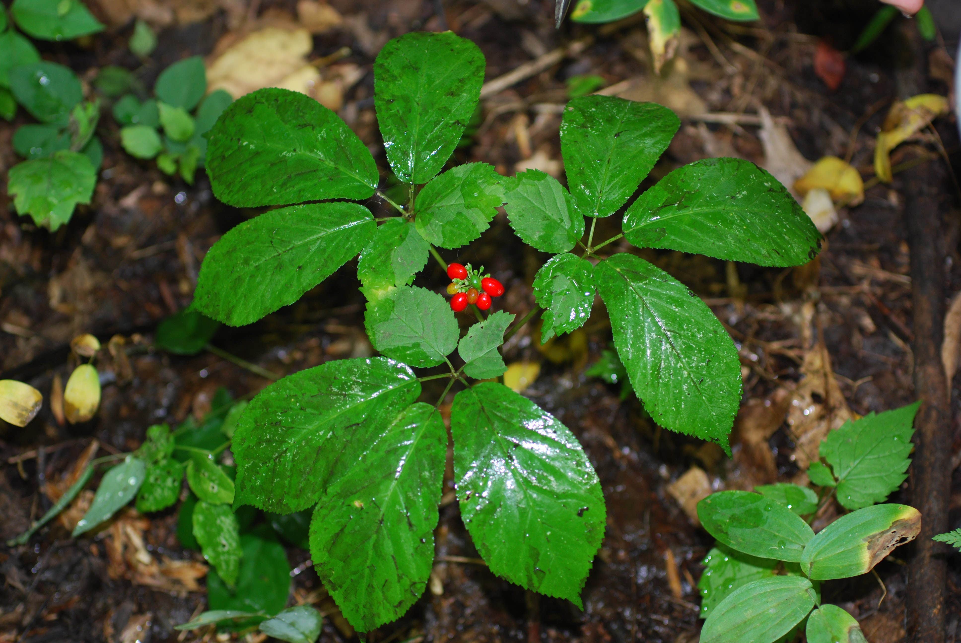 Camping near Riverview Campground: Ramp - West Kentucky WMA, Metropolis, Kentucky
