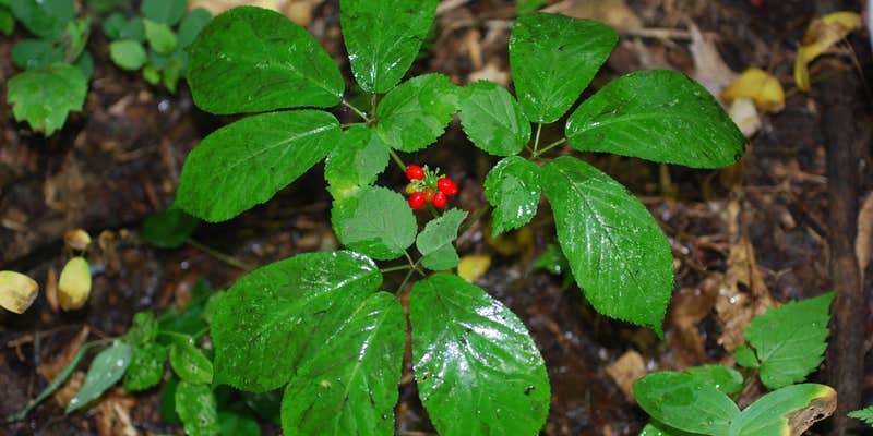 Camper submitted image from Ramp - West Kentucky WMA