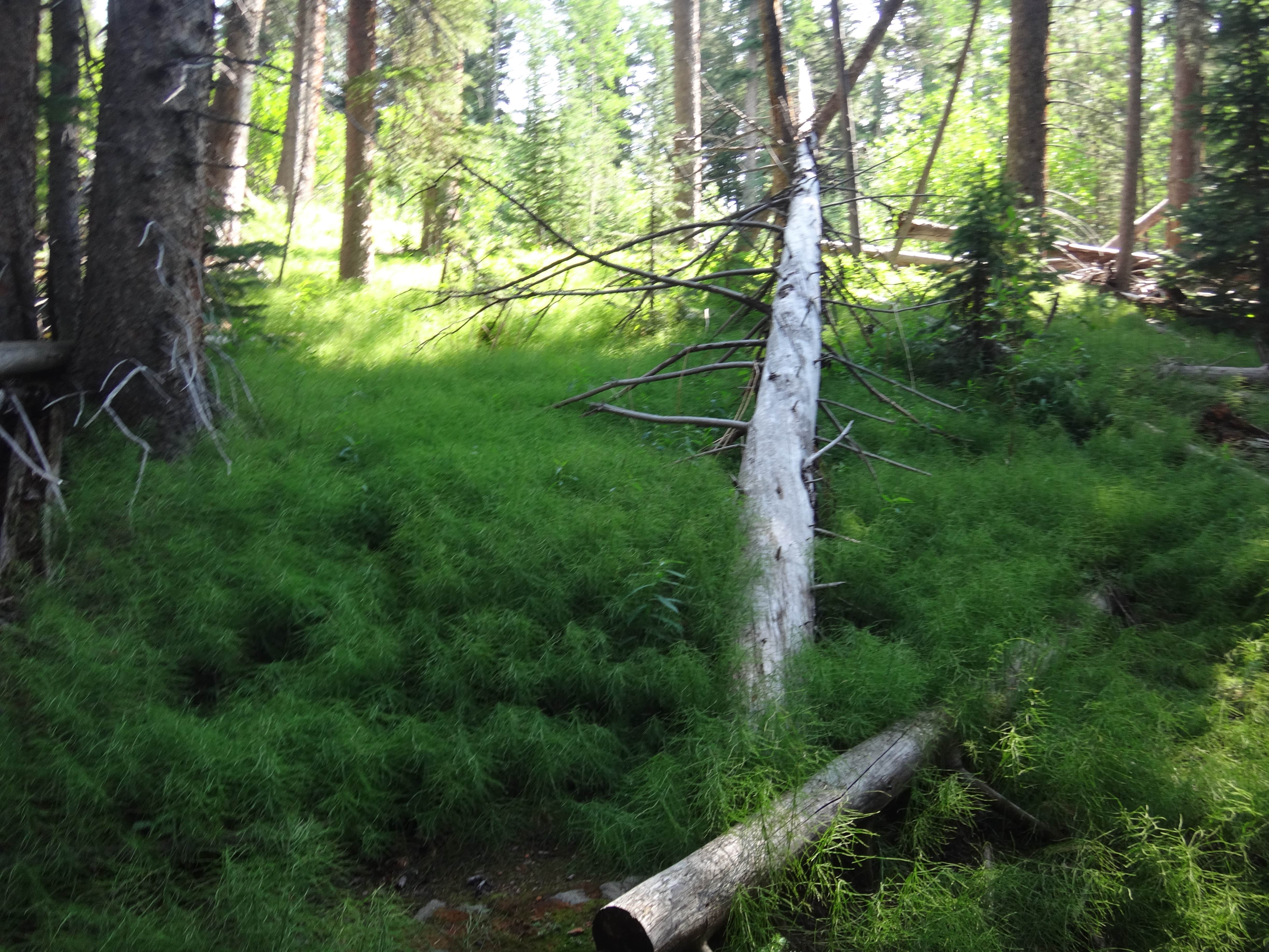 Camper-submitted photo at North Cottonwood Trailhead Dispersed Camping near Granite, CO