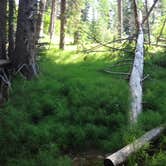 Review photo of North Cottonwood Trailhead Dispersed Camping by Tommie J., August 27, 2018