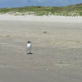Review photo of Mustang Island State Park Campground by Jenna W., August 1, 2016