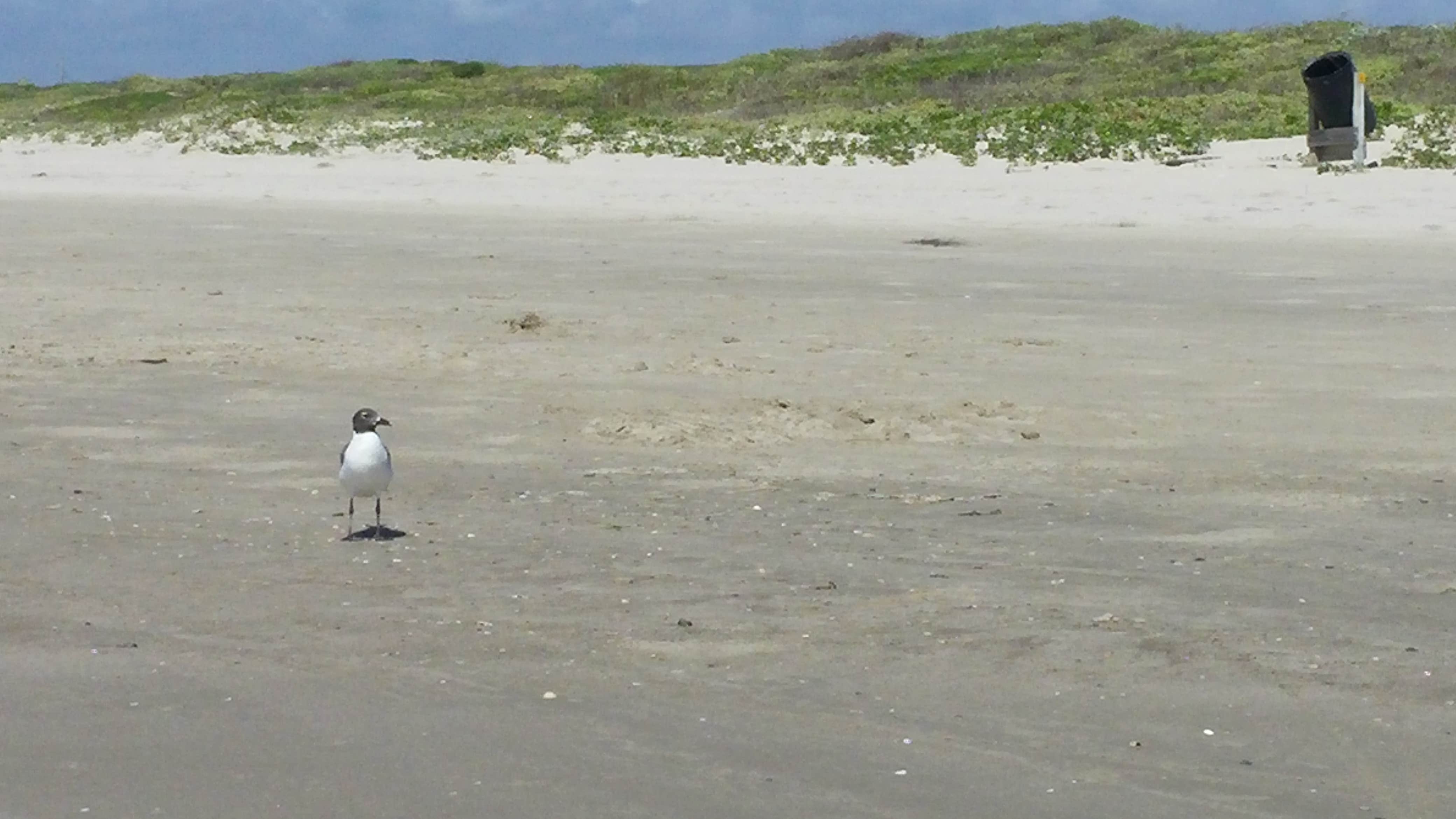 Camper submitted image from Mustang Island State Park Campground - 2