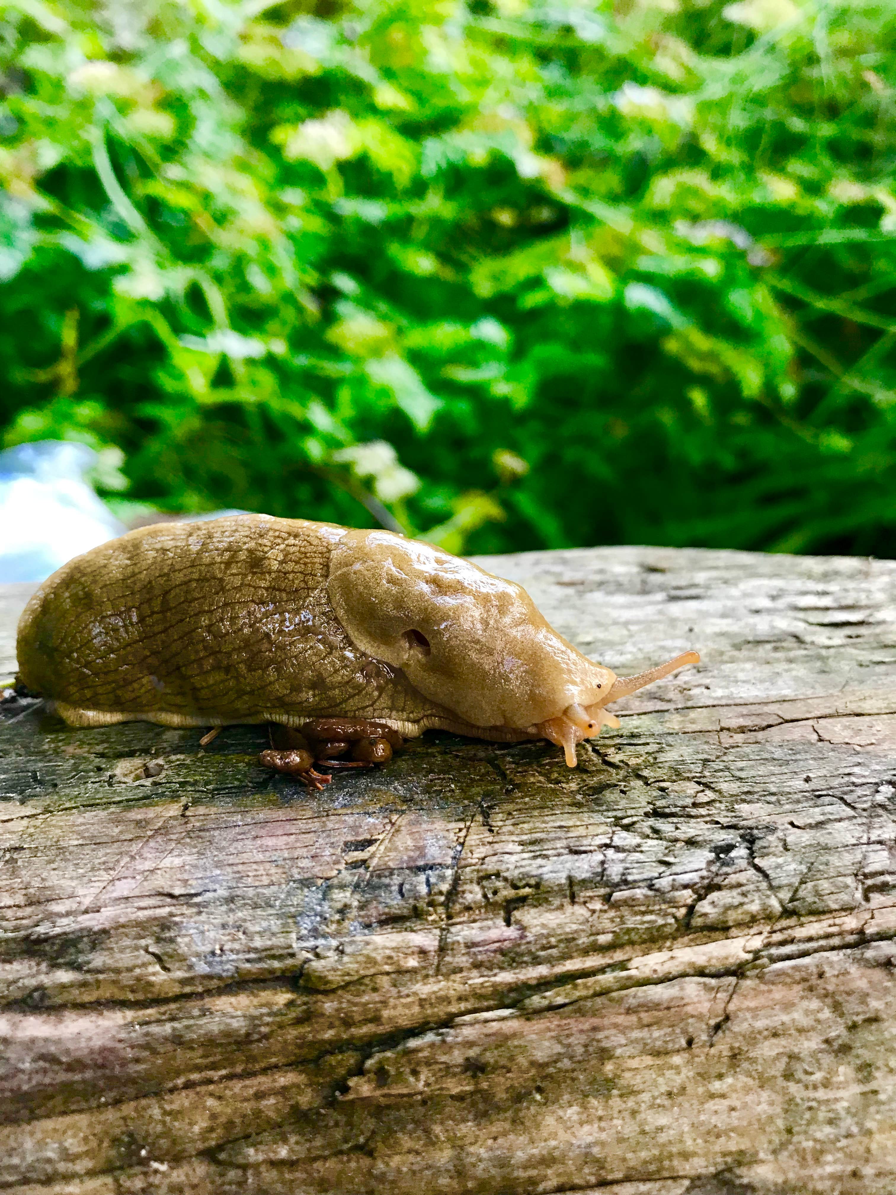 Banana slugs!