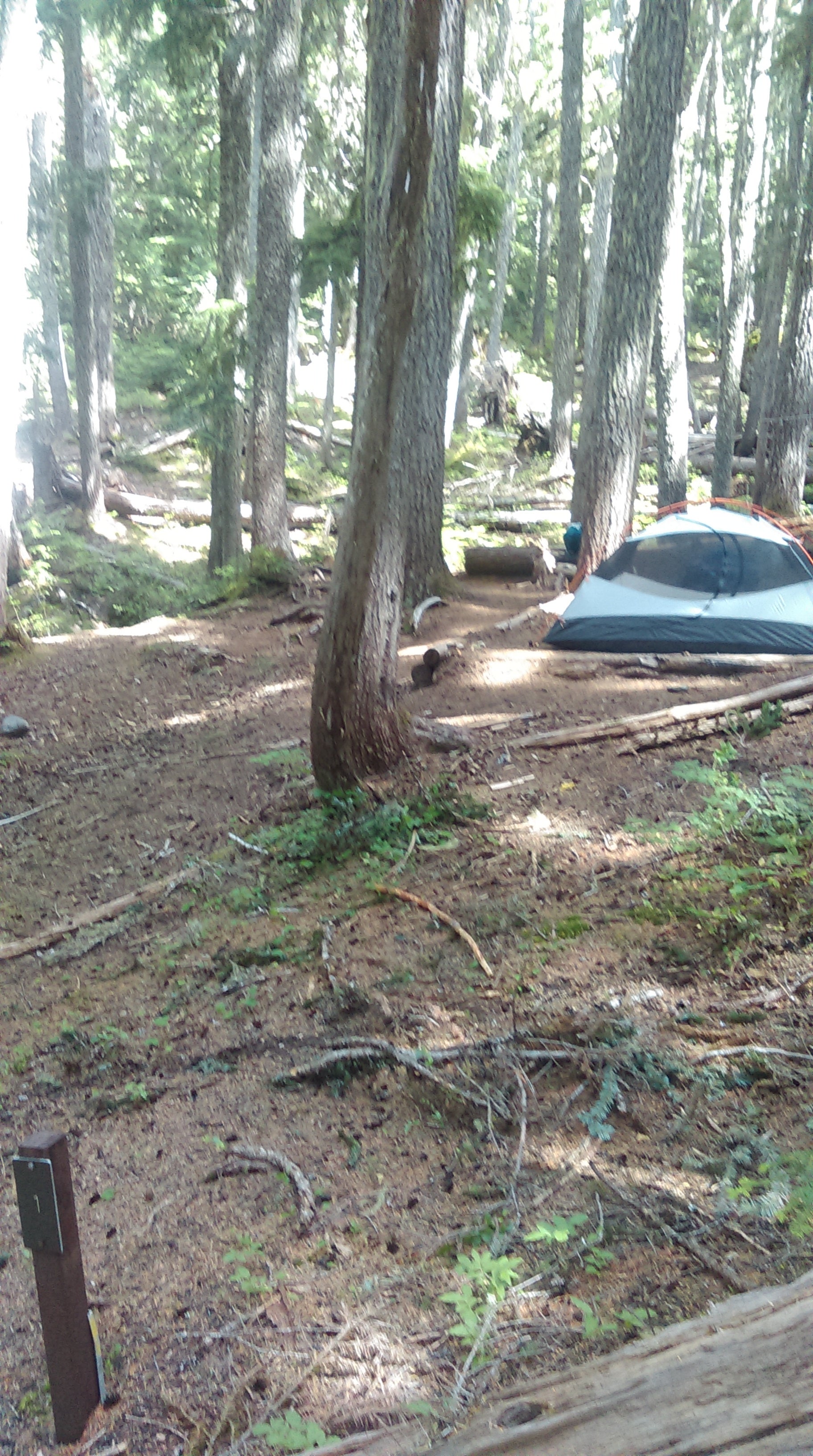 Camper submitted image from Fire Creek Camp — Mount Rainier National Park - 4