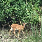 Review photo of Broughton Sheboygan Marsh Park Campground by Jill G., August 27, 2018