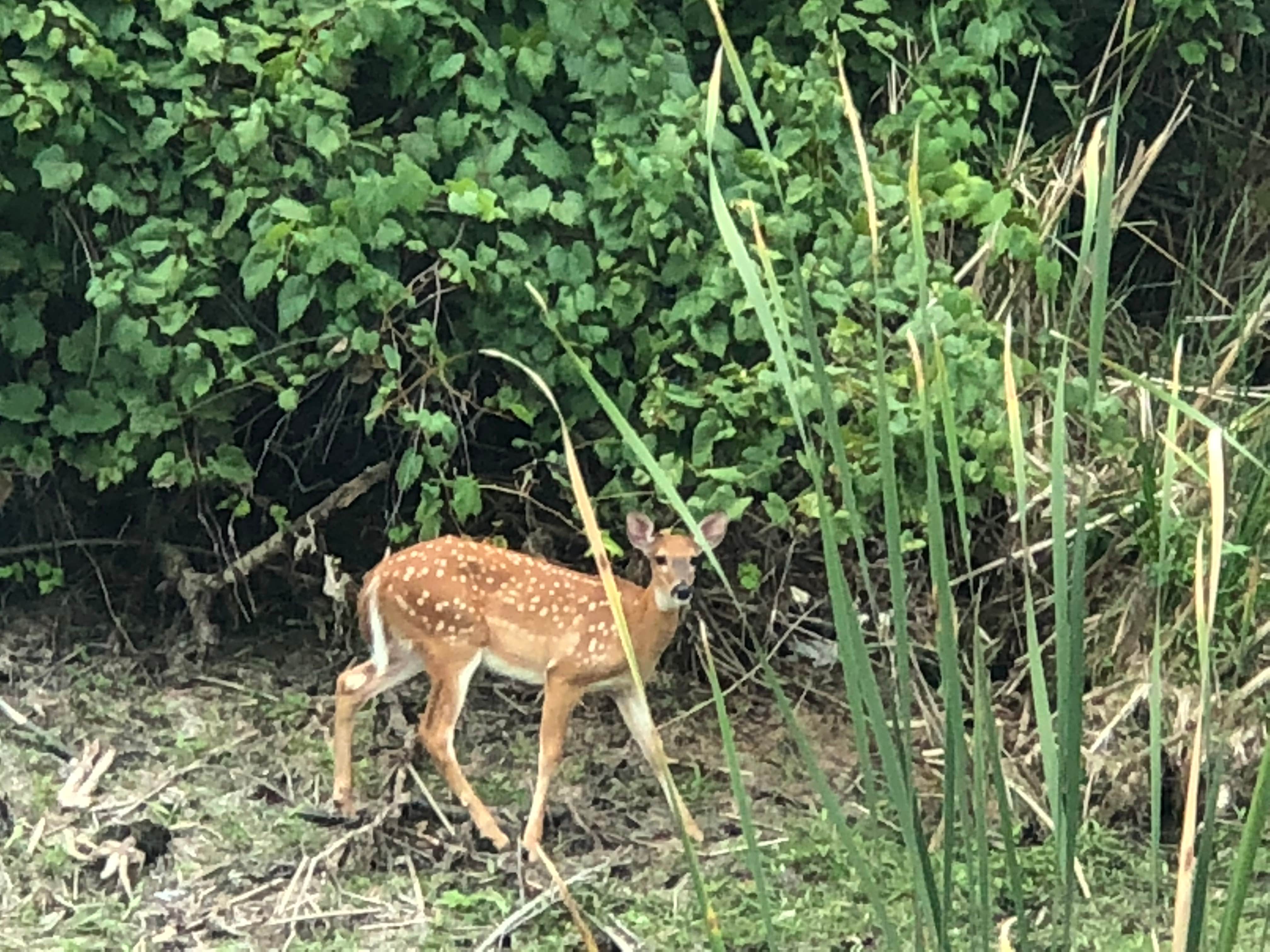 Camper submitted image from Broughton Sheboygan Marsh Park Campground - 4