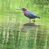 Review photo of Spring Mill State Park Campground by Jill G., August 27, 2018