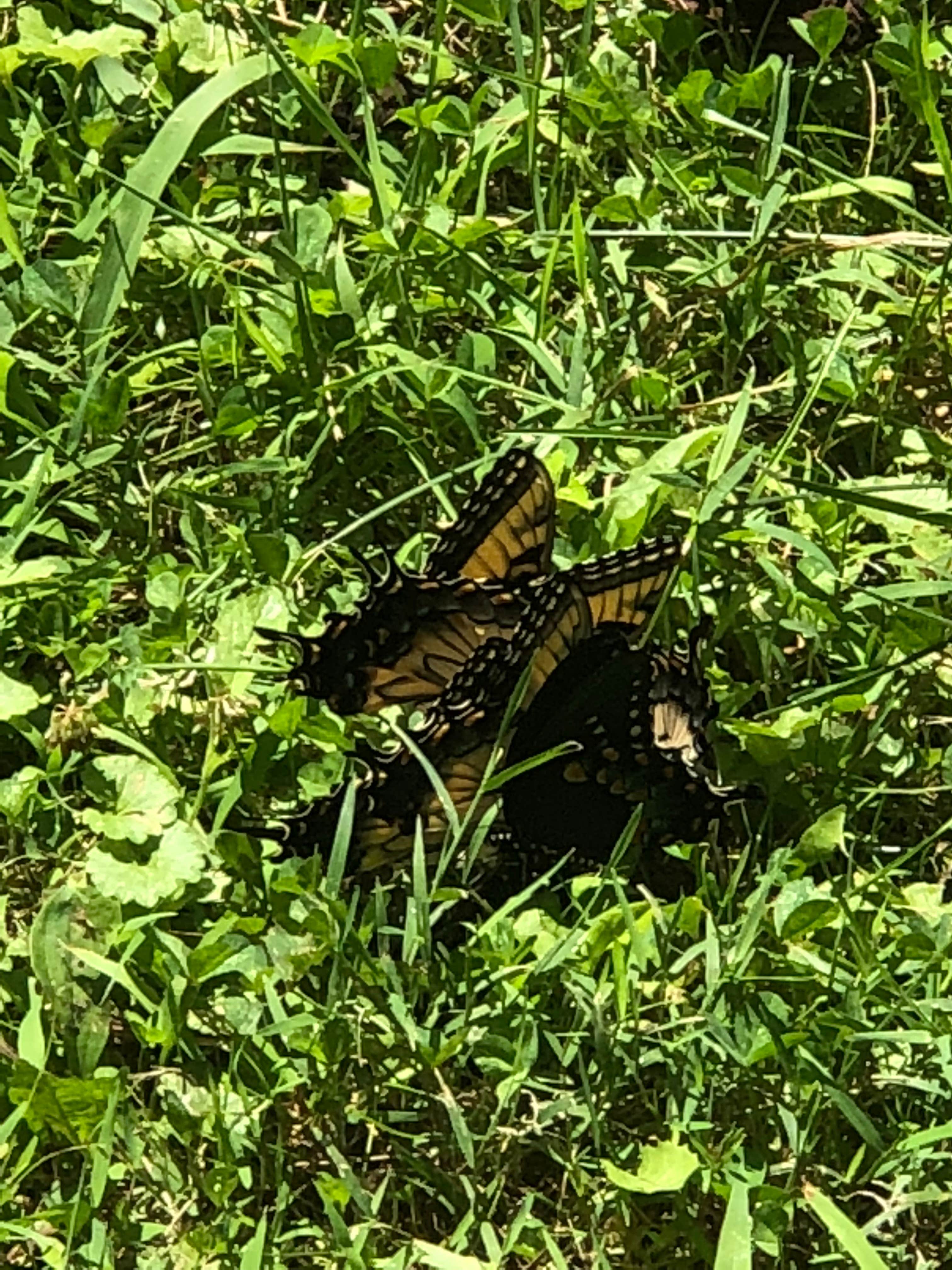 Camper-submitted photo at Spring Mill State Park Campground near Hoosier National Forest