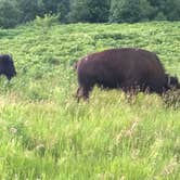 Review photo of Red Fox Campground — Minneopa State Park by Jill G., August 28, 2018