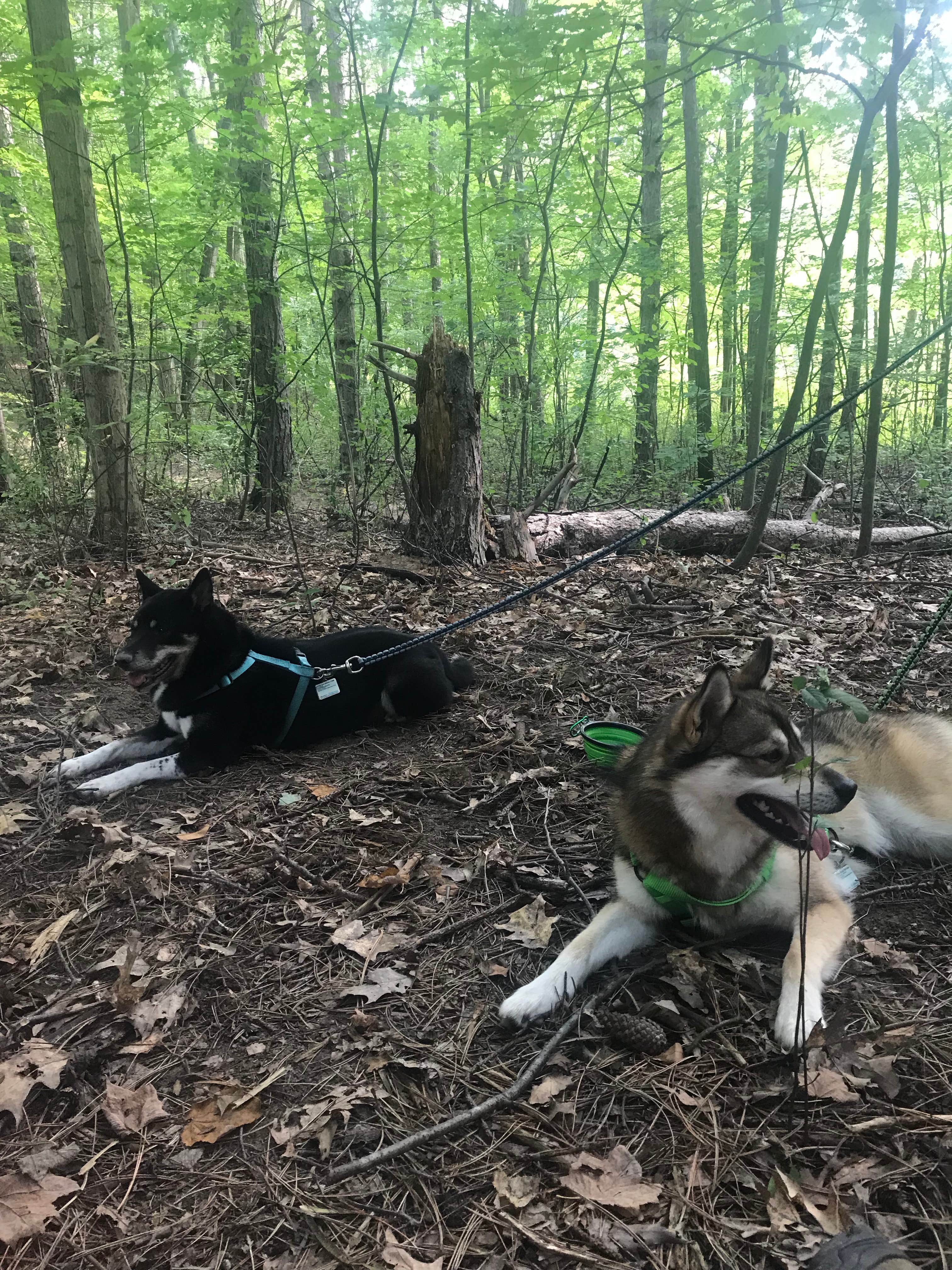 Magy C.'s photo of camping with pets at McGinnis Lake Modern Campground — Holly Recreation Area near Holly, MI