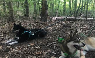 Magy C.'s photo of camping with pets at McGinnis Lake Modern Campground — Holly Recreation Area near Grand Blanc, MI