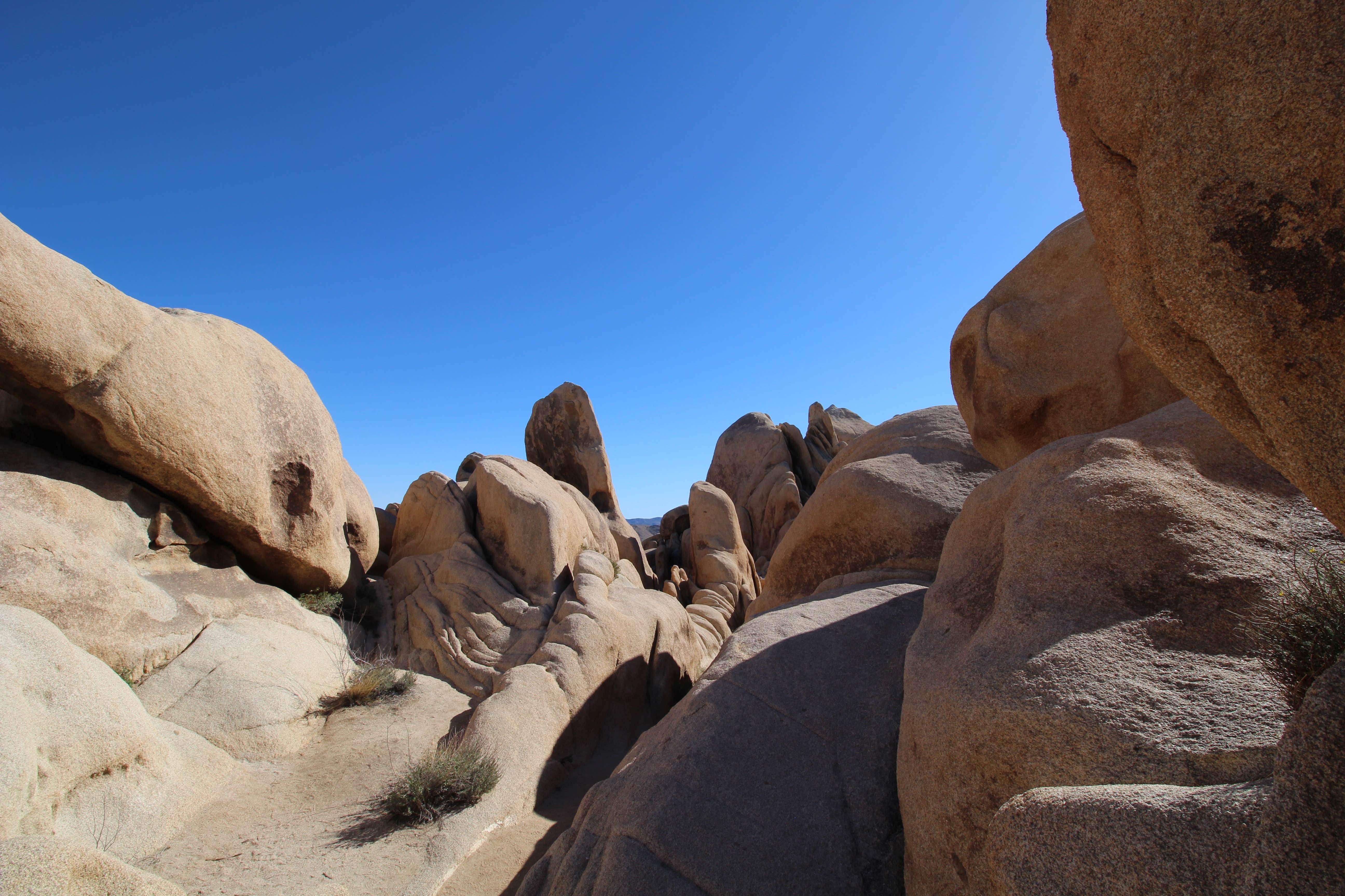 Camper submitted image from Jumbo Rocks Campground — Joshua Tree National Park - 3