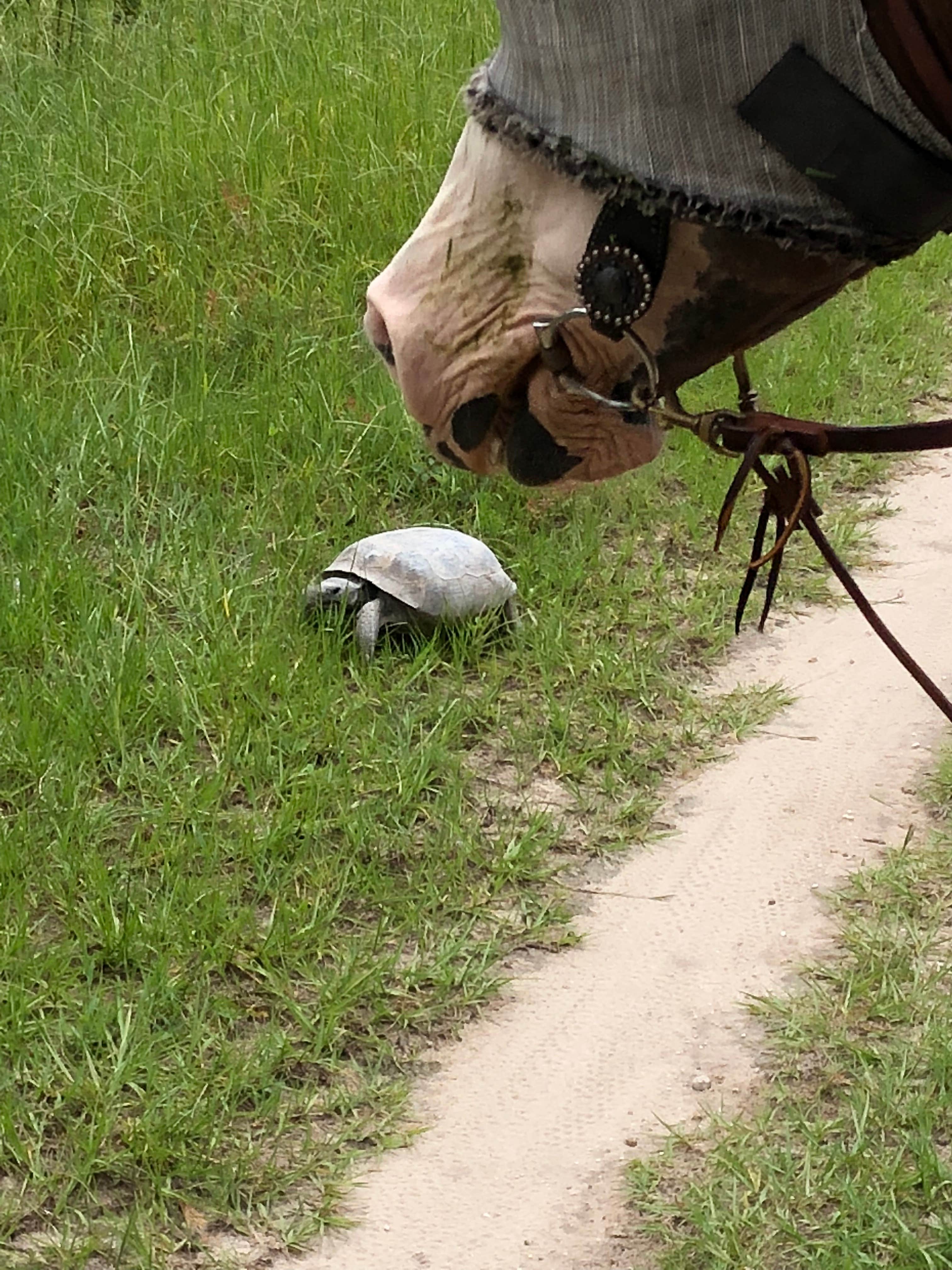 Camper submitted image from Alafia River State Park Campground - 5
