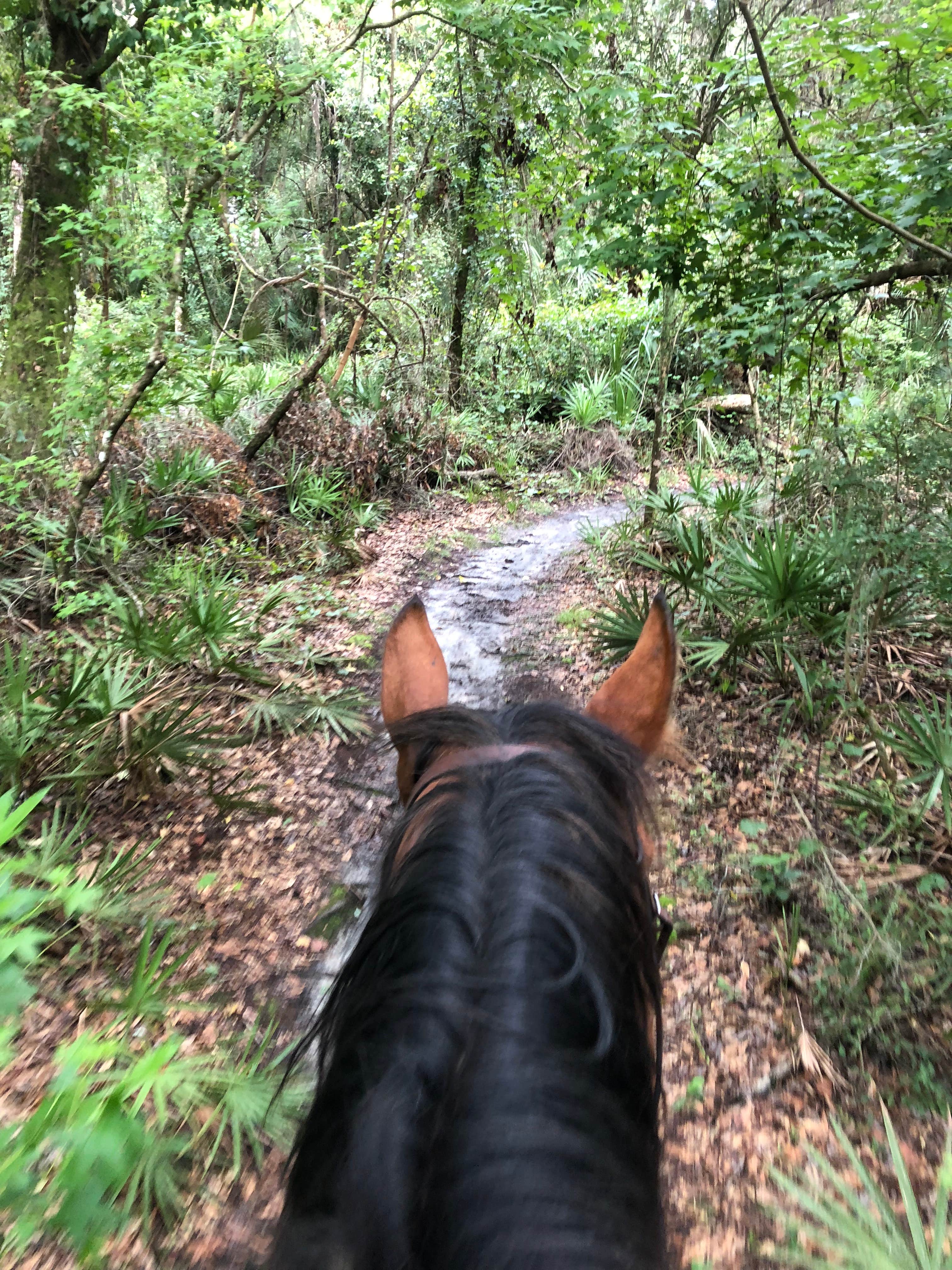 Donna H.'s photo of camping with a horse at Alafia River State Park Campground near Lamont, FL