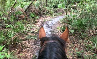 Donna H.'s photo of camping with a horse at Alafia River State Park Campground near Plant City, FL