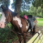 Review photo of Alafia River State Park Campground by Donna H., August 28, 2018