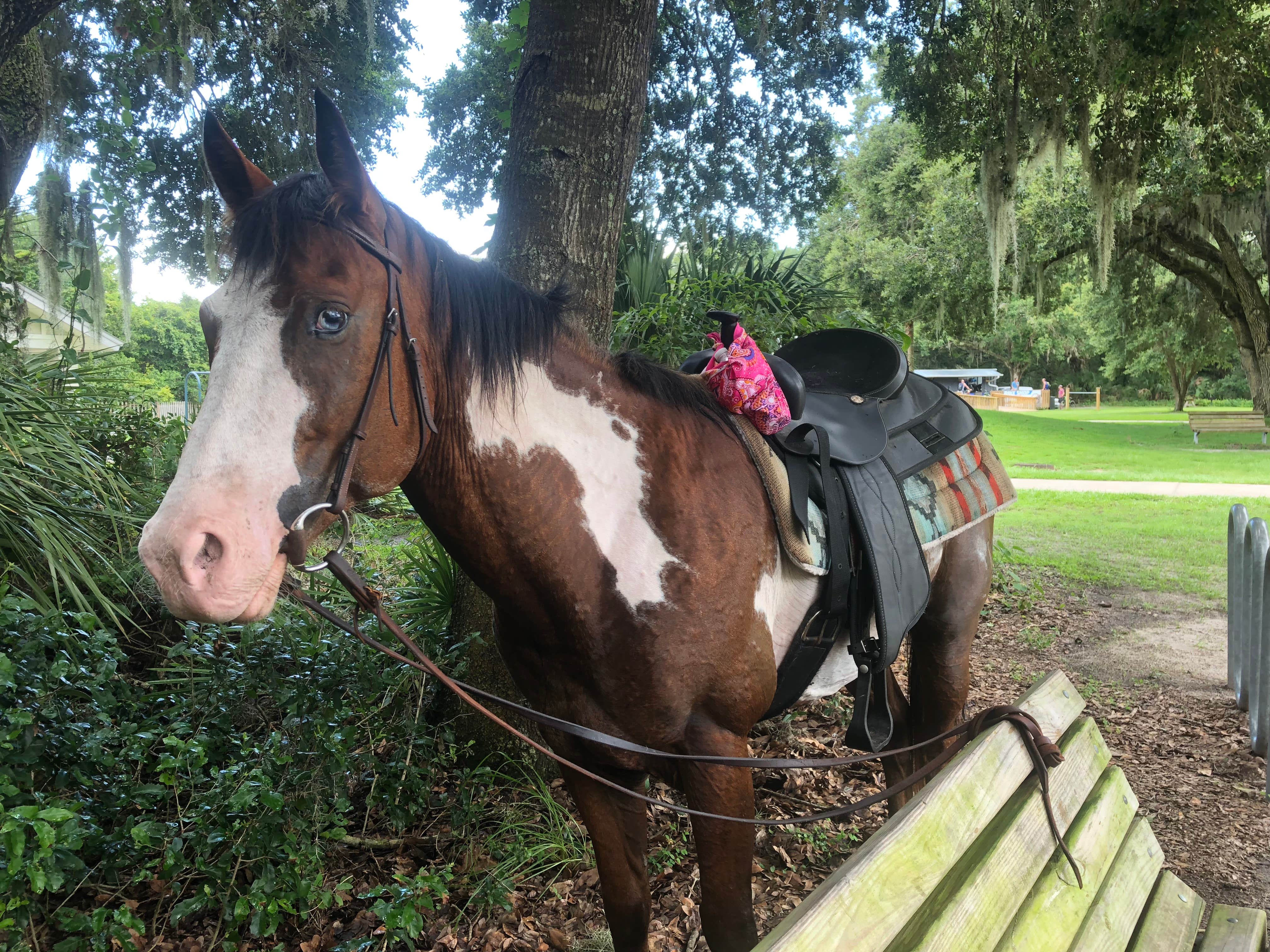 Camper submitted image from Alafia River State Park Campground - 3