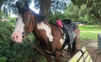 Donna H.'s photo of camping with a horse at Alafia River State Park Campground near Lacoochee, FL