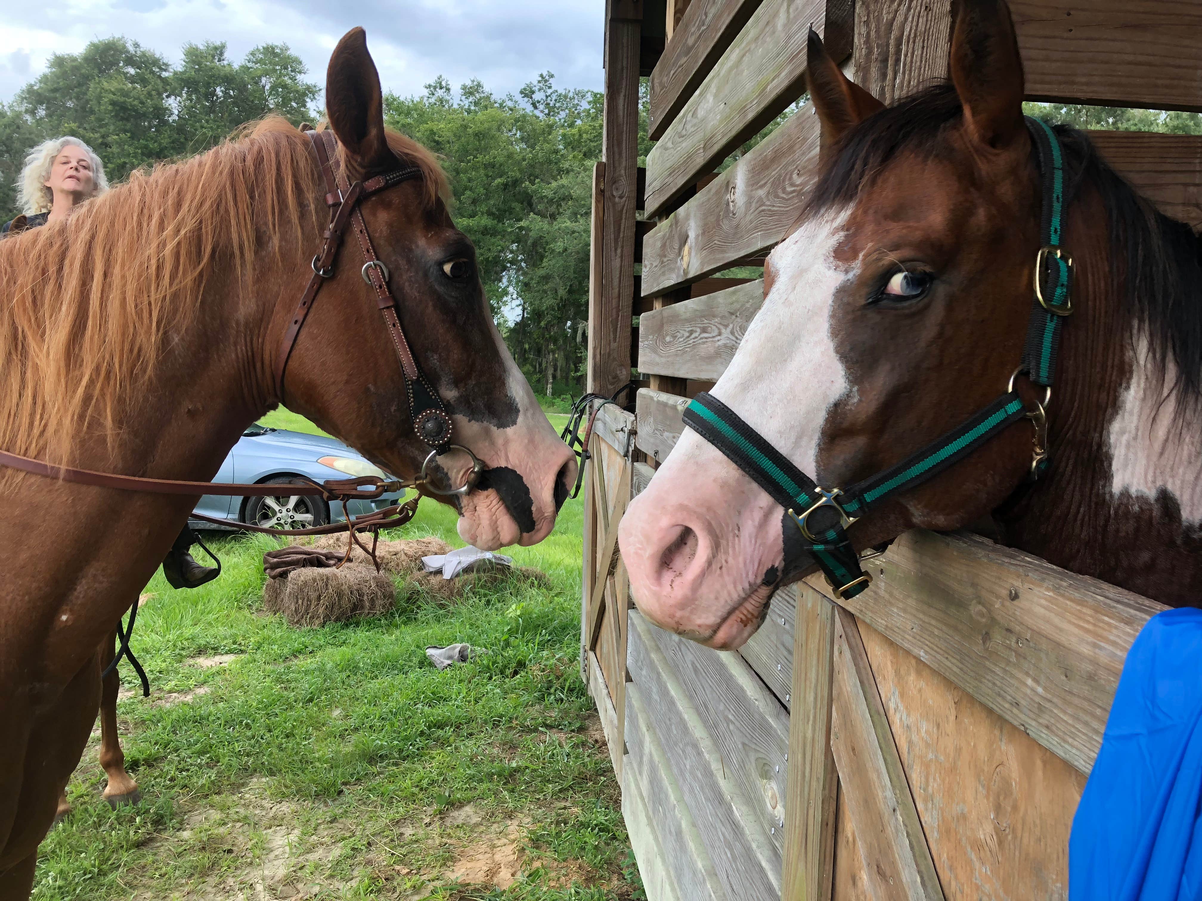 Donna H.'s photo of camping with a horse at Alafia River State Park Campground near St. Petersburg, FL