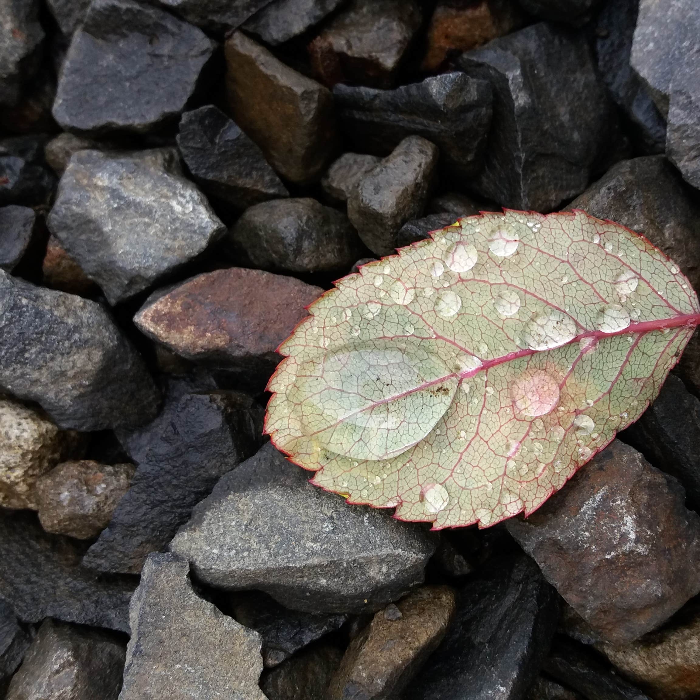 Camper-submitted photo at Bay Center-Willapa Bay KOA near Aberdeen, WA