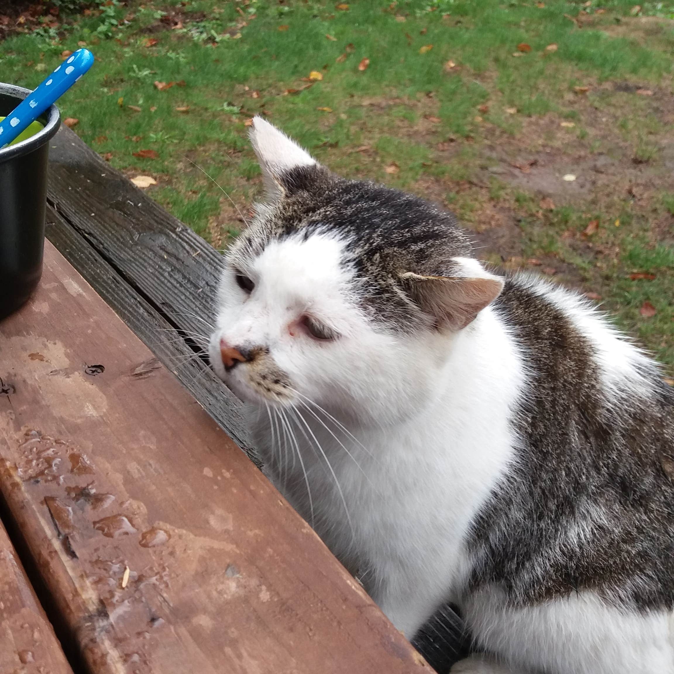 Jutta P.'s photo of camping with pets at Bay Center-Willapa Bay KOA near Raymond, WA