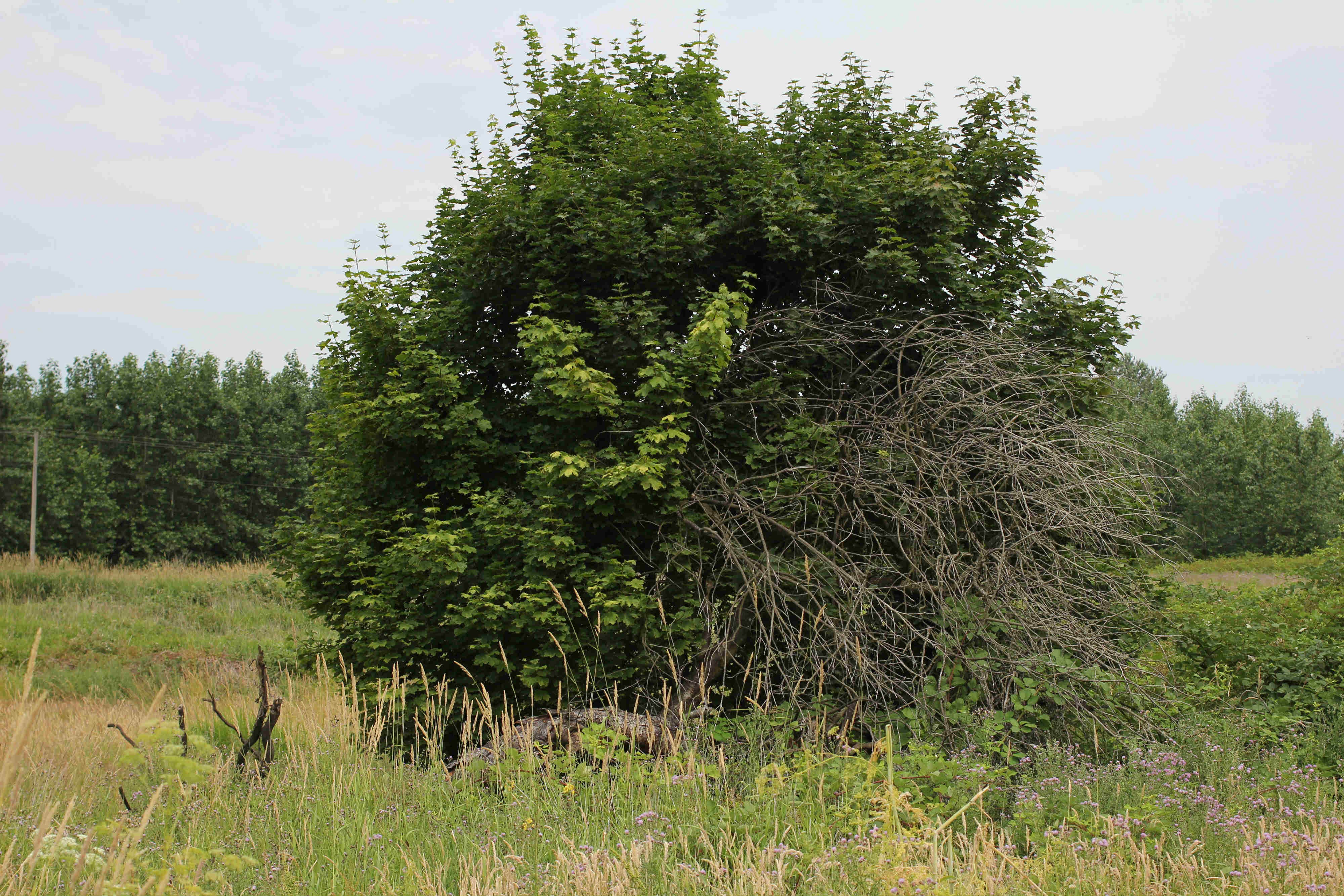 Camping near 99 RV Park: JJ Collins Marine Park, Scappoose, Oregon
