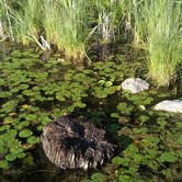 Review photo of Deep Lake Rustic Campground — Yankee Springs Recreation Area - TEMPORARILY CLOSED IN 2024 by Joshua M., August 1, 2016