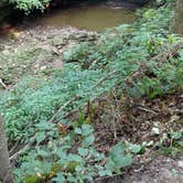 Review photo of Clifty Falls State Park Campground by Diane T., August 28, 2018