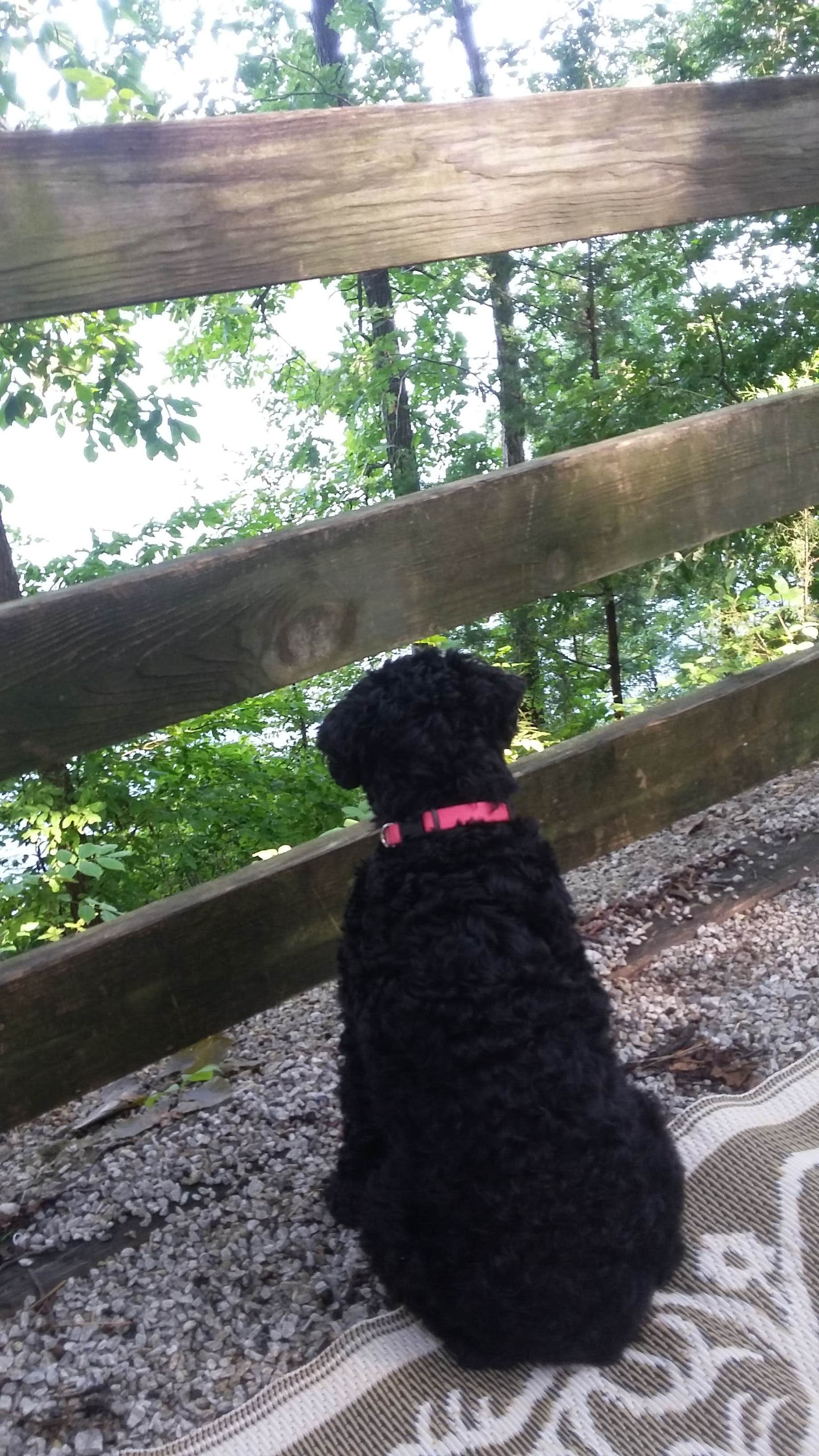 Janna S.'s photo of camping with pets at Tugaloo State Park Campground near Lavonia, GA