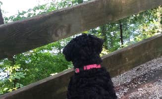 Janna S.'s photo of camping with pets at Tugaloo State Park Campground near Hartwell Lake