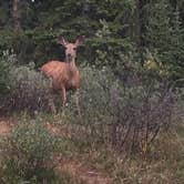 Review photo of Collegiate Peaks by James R., August 28, 2018