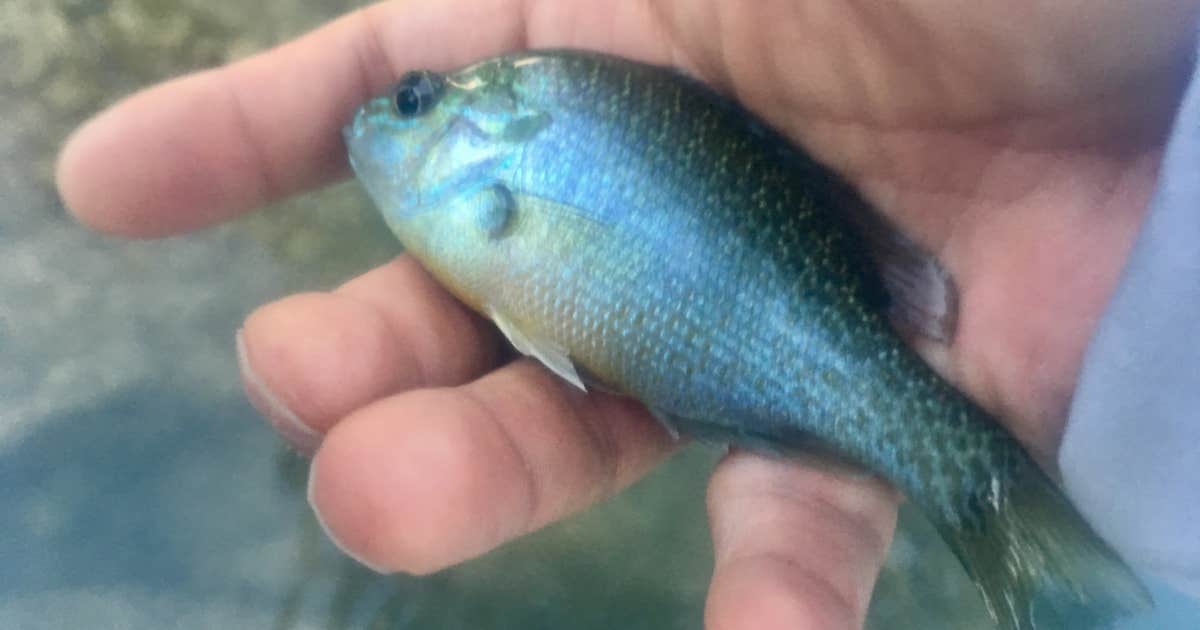 Double Rockin' R Campground | New Braunfels, Texas