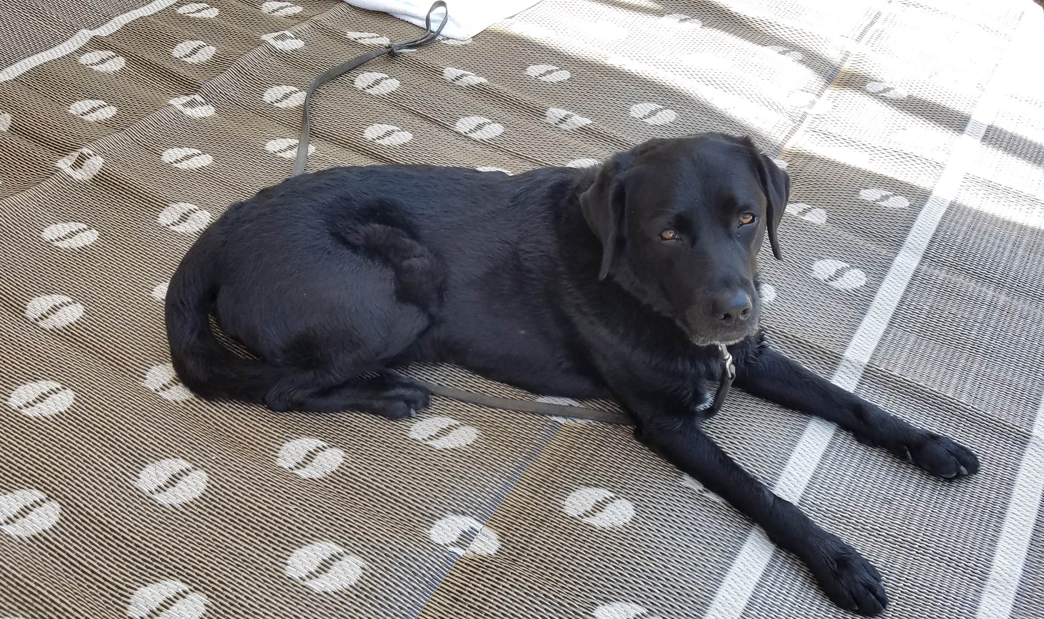 Stacy F.'s photo of camping with pets at Thousand Trails Circle M near Ephrata, PA