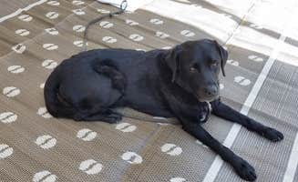 Stacy F.'s photo of camping with pets at Thousand Trails Circle M near Holtwood, PA
