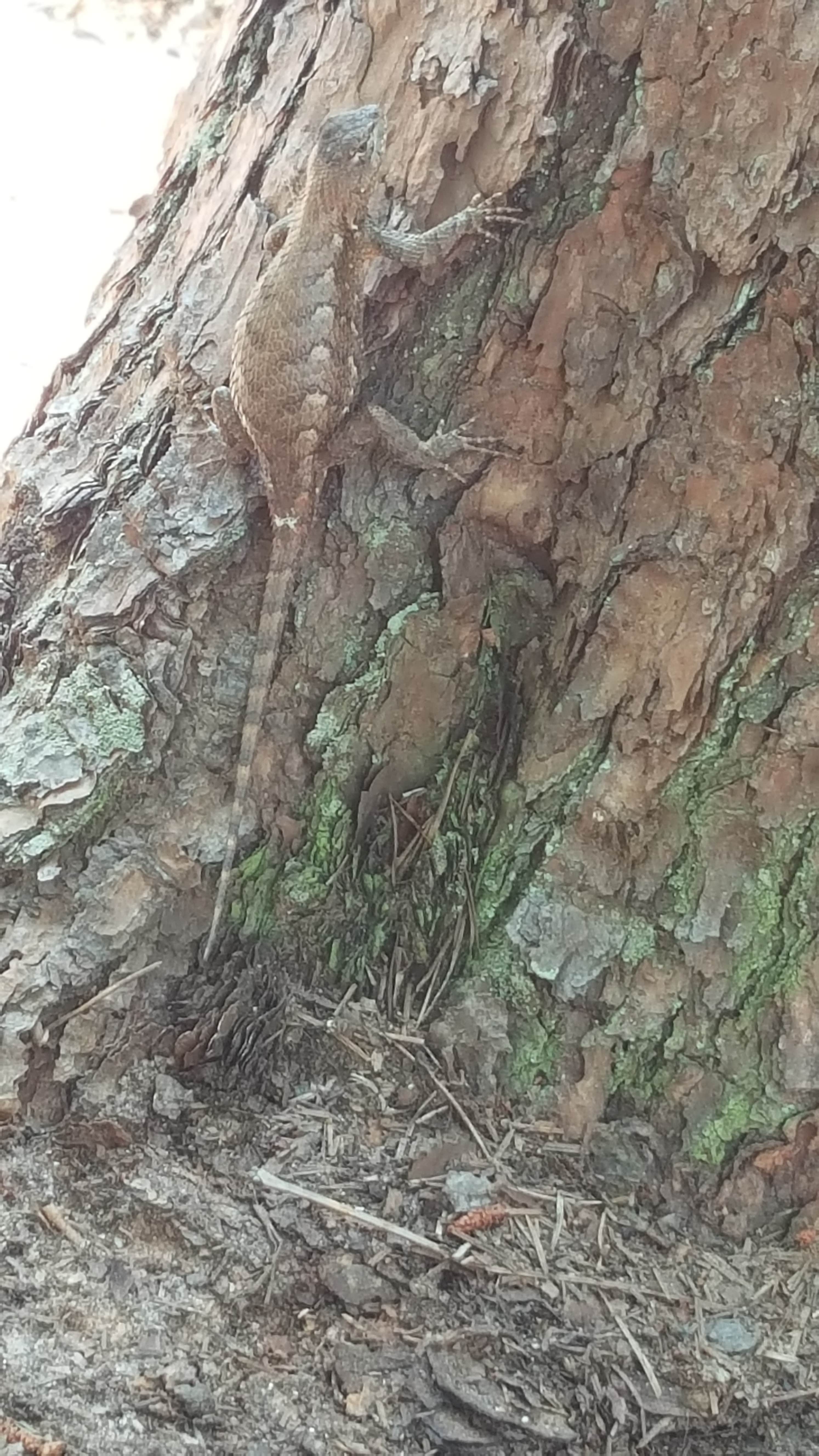 Camper-submitted photo at Lake Norman State Park Campground near Mount Holly, NC