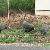 Review photo of Lenox Marcus Recreation Area & Campground by Crystal C., August 28, 2018