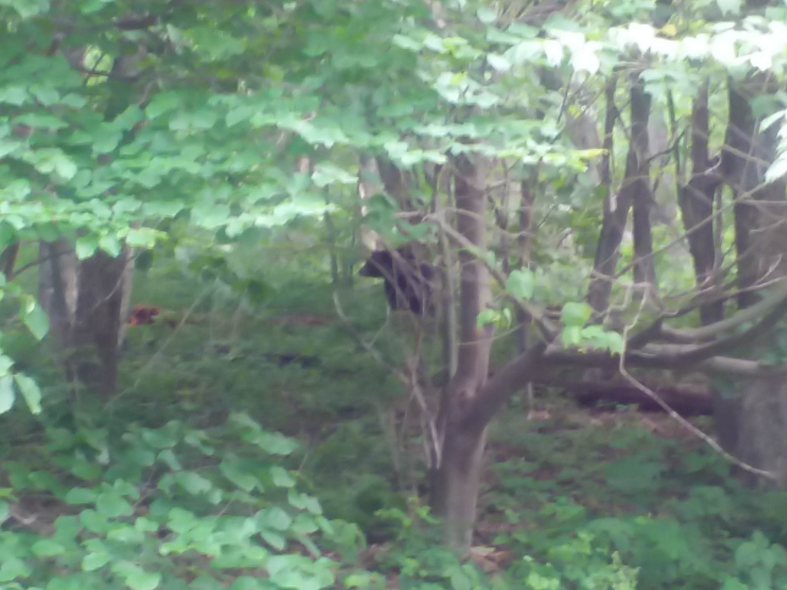 Camper-submitted photo at Lewis Mountain Campground — Shenandoah National Park near Flint Hill, VA