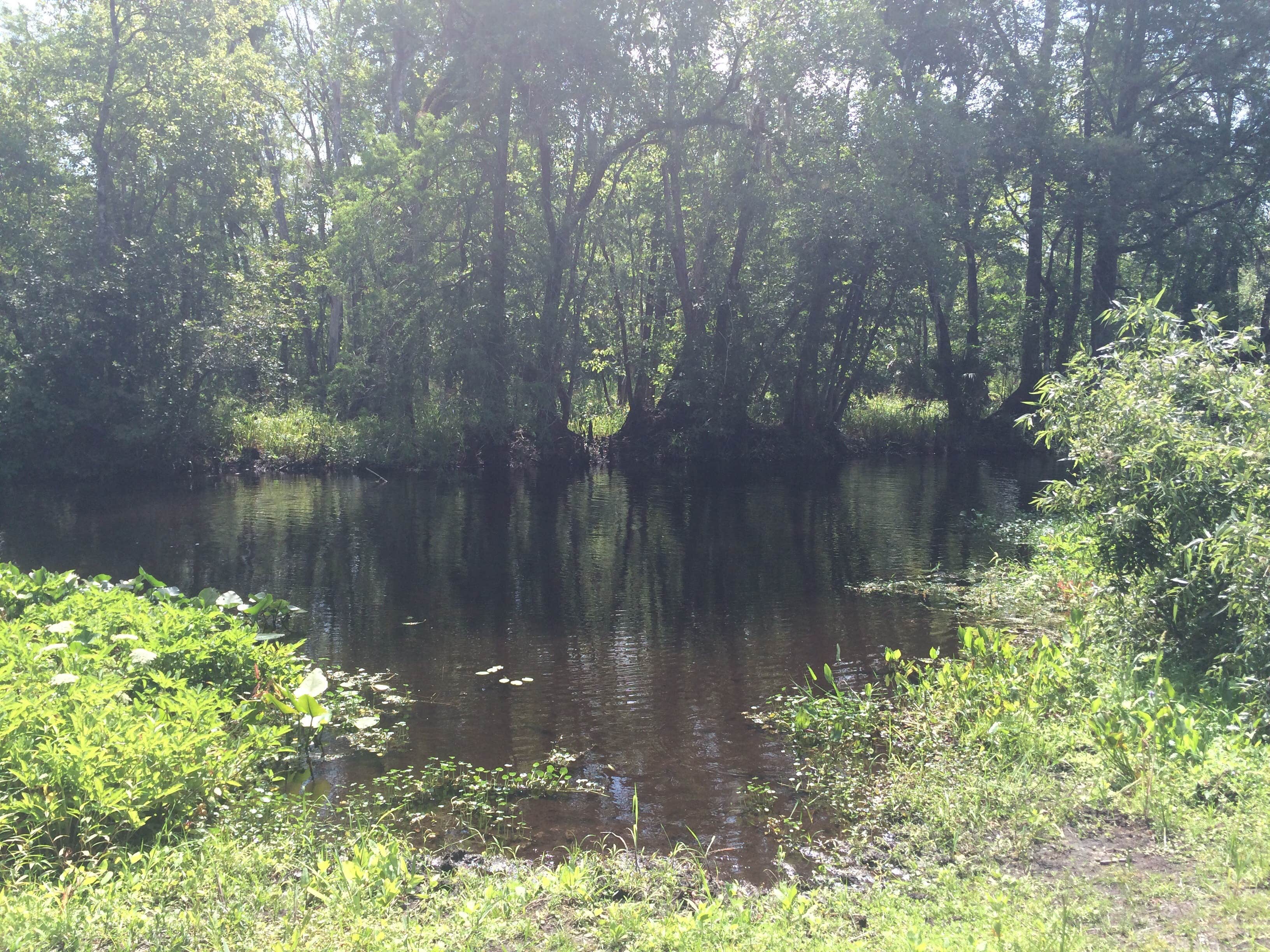 Camper submitted image from Seminole State Forest - Moccasin Camp - 3