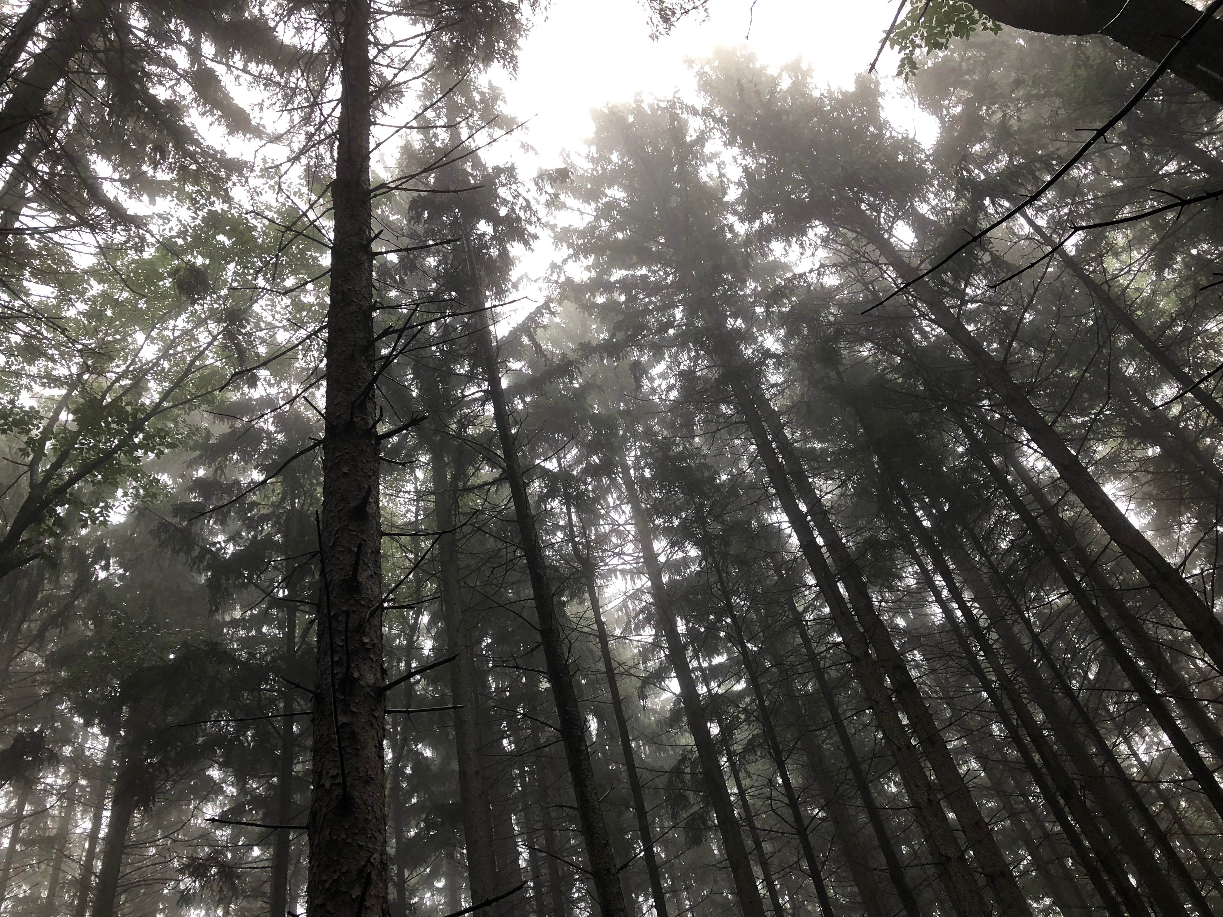 Camper-submitted photo at Ontario County Park at Gannett Hill near Nunda, NY