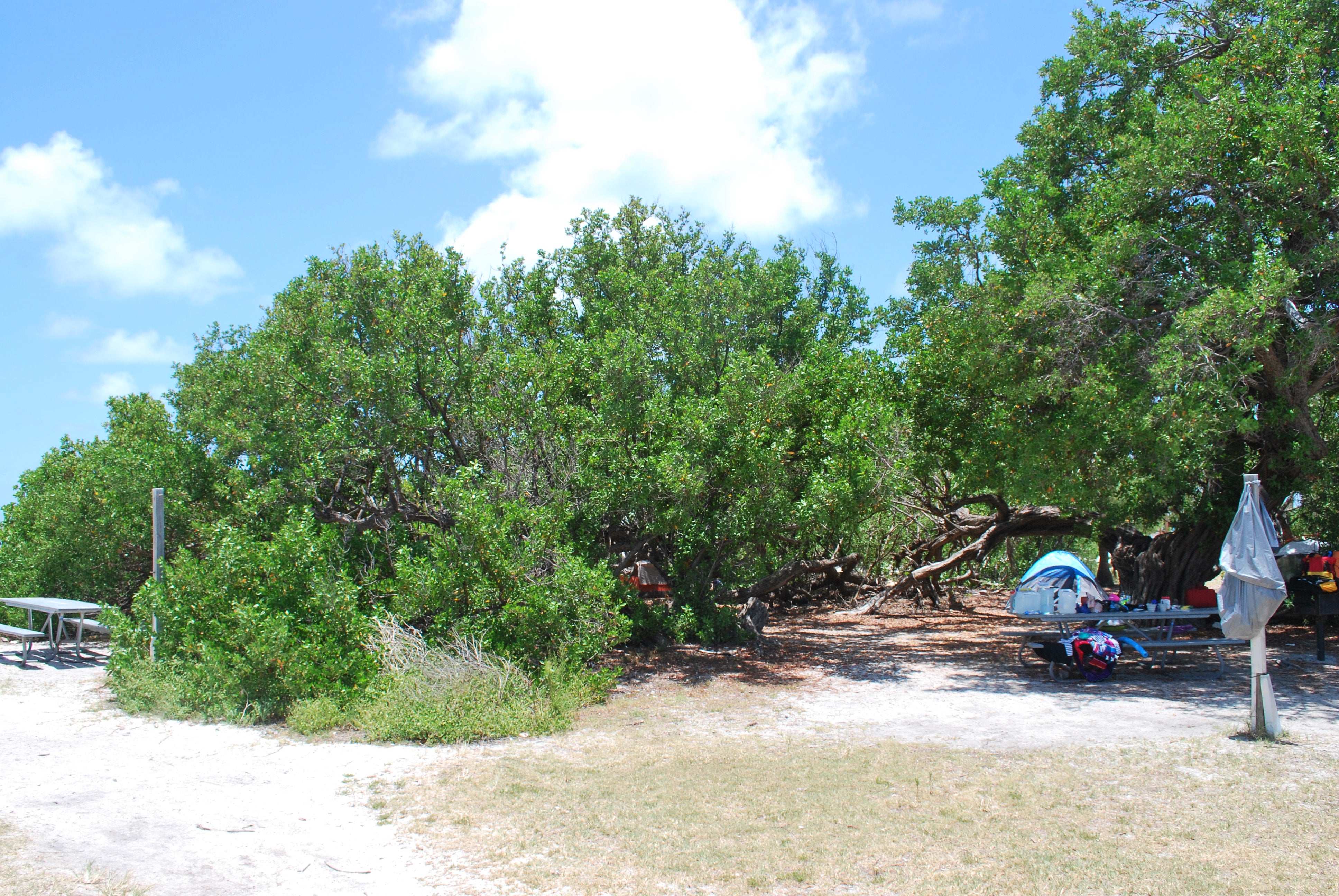 This is the only clump of trees on the island.  Inside the clump are the individual camp sites.