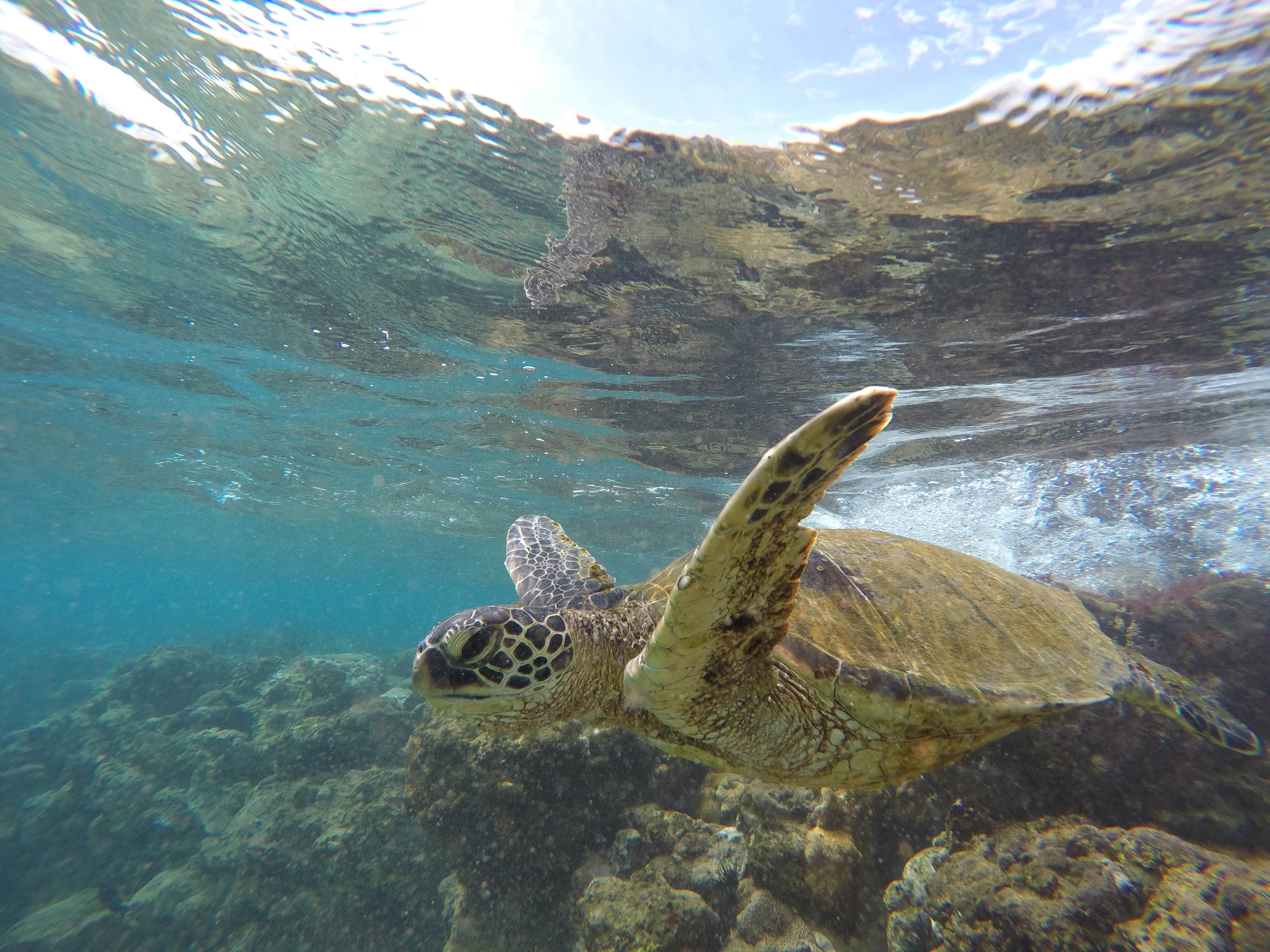 Camper-submitted photo at Kanaha Beach Park near Lahaina, HI